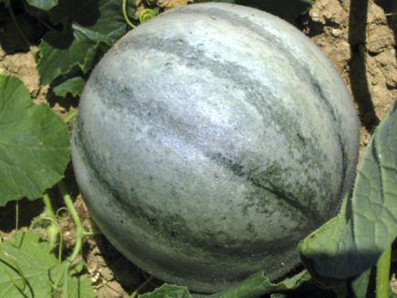 Melone, Petit Gris de Rennes