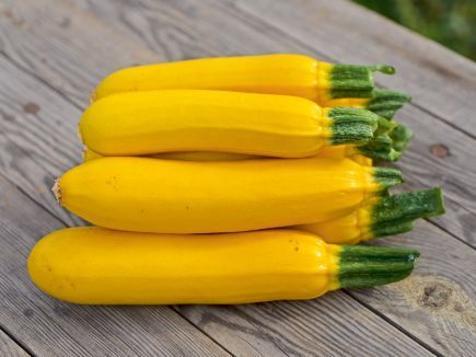 gelbe Zucchini Solara